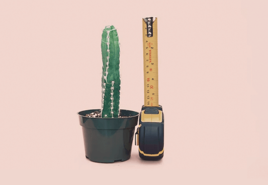 Living Large - How To Make A Dildo Bigger